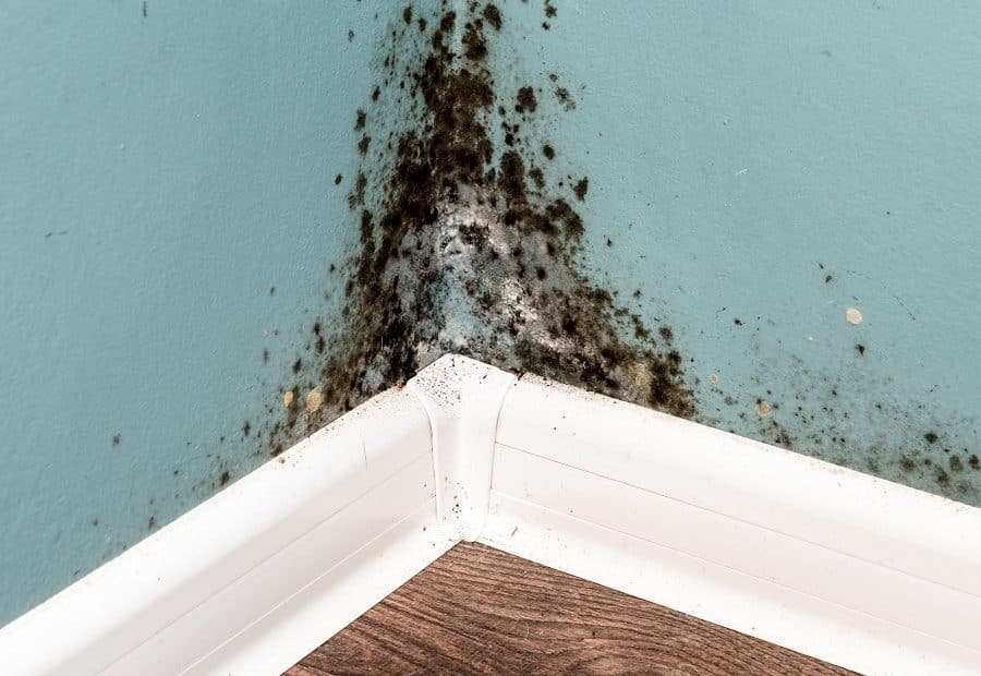 Prevent Mold In Your Home