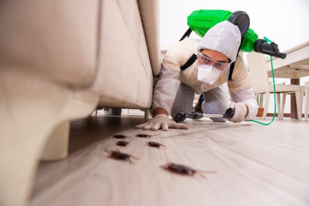 Fumigation: Everything You Need To Know