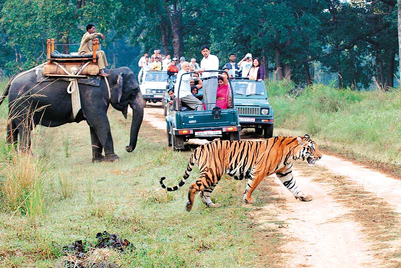 The Alarming Impact Of Tourism On Local Wildlife