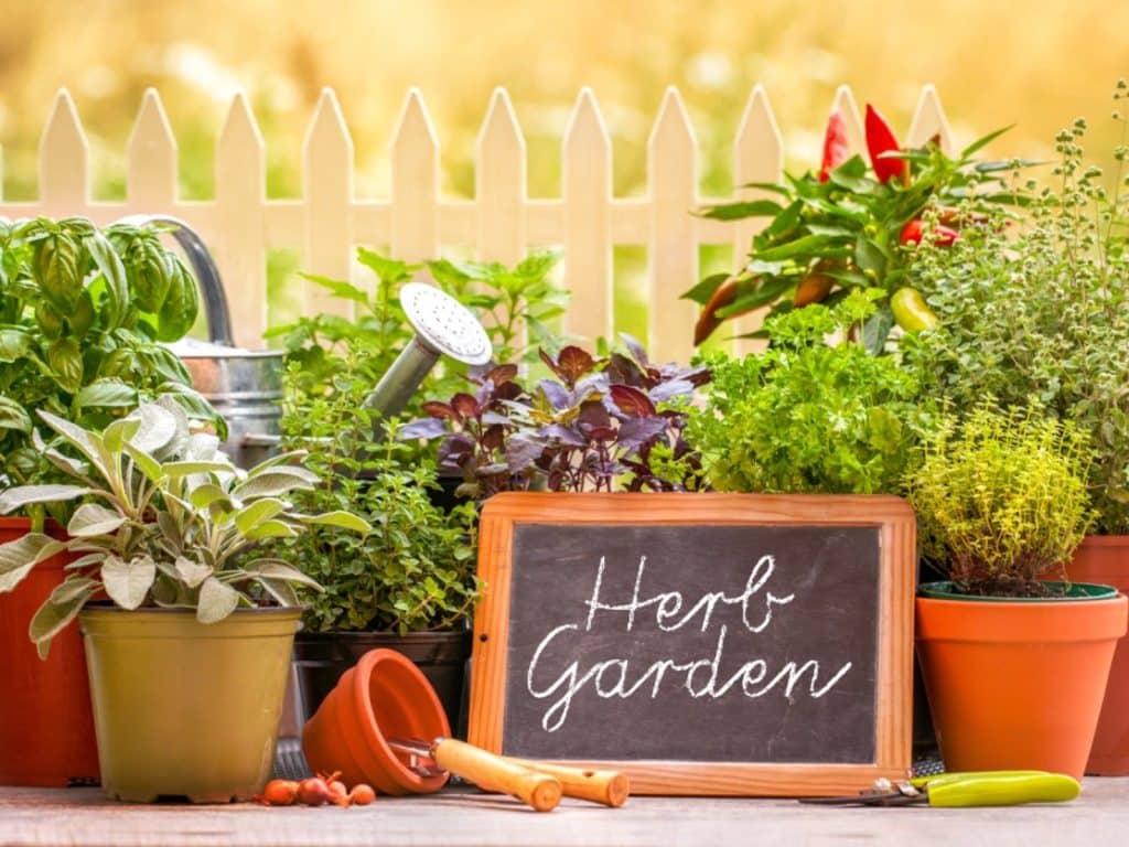 Tips For Growing and Using Your Own Herbs
