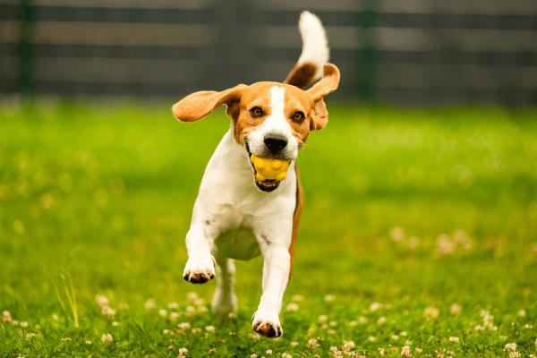 Outdoor Activities To Do With Your Dog